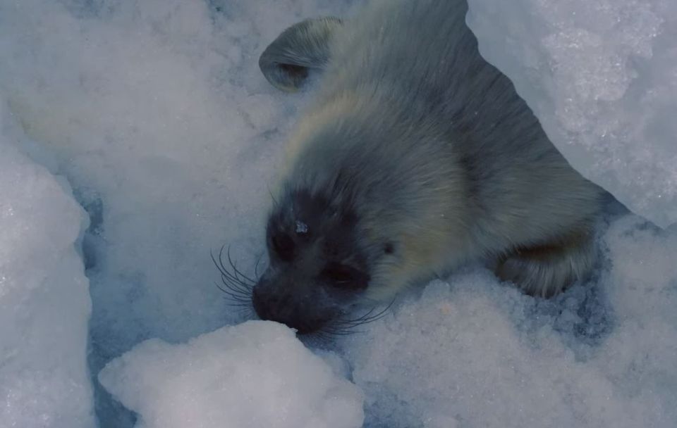 В Кроноцком заповеднике бесплатно покажут фильмы о дикой природе