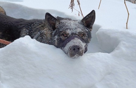 В Елизовском районе отловили 87 безнадзорных животных за октябрь