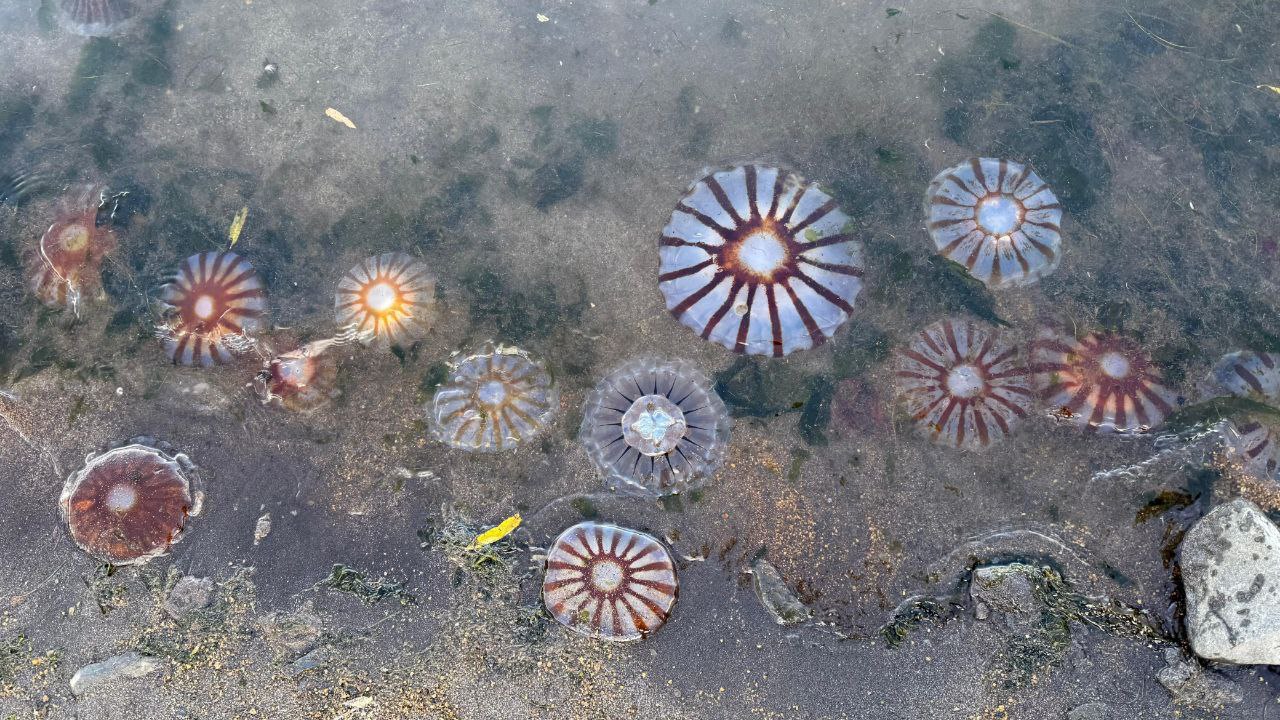 Лиана Варавская: после долгих лет соседства с медведями наблюдаю за тюленями Лиана Варавская: после долгих лет соседства с медведями наблюдаю за тюленями