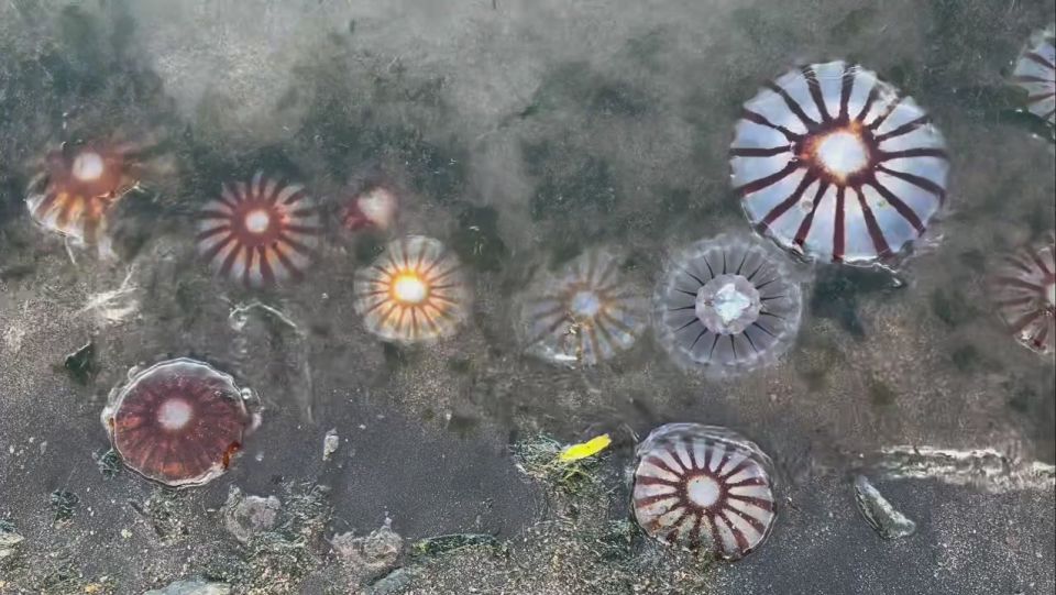 Лиана Варавская: после долгих лет соседства с медведями наблюдаю за тюленями