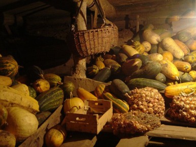 Как сохранить урожай: эффективные методы борьбы с сыростью в погребе