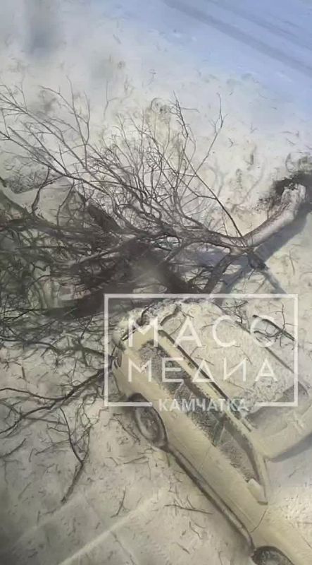 Деревья не выдерживают. В разных районах города сильным ветром повалило деревья: по дороге в Заозерный, во дворе на улице Звёздная, на центральной дороге на спуске в Сероглазку