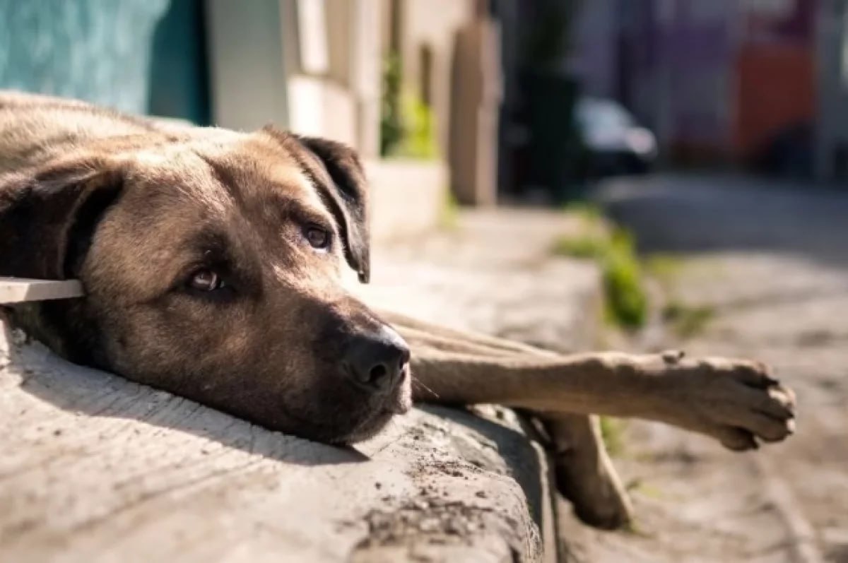 На Камчатке за нападение собак на первоклассницу администрация заплатит 50 тысяч