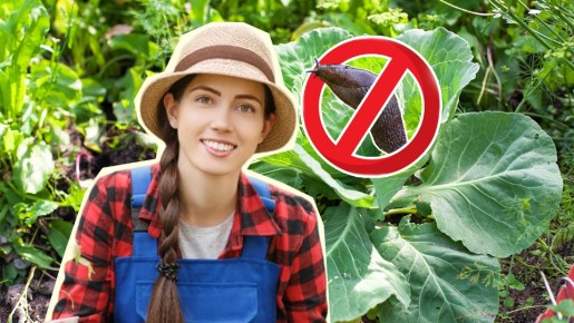 Гусеницы и слизни к вашей капусте больше не приблизятся: поможет народный метод