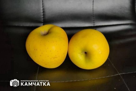 Камчатские врачи советуют диабетикам есть любые яблоки