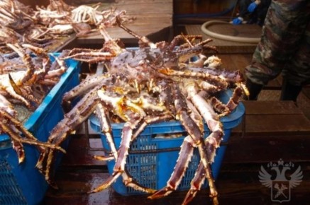 Вылов крабов у берегов Камчатки снизился на тысячу тонн за год
