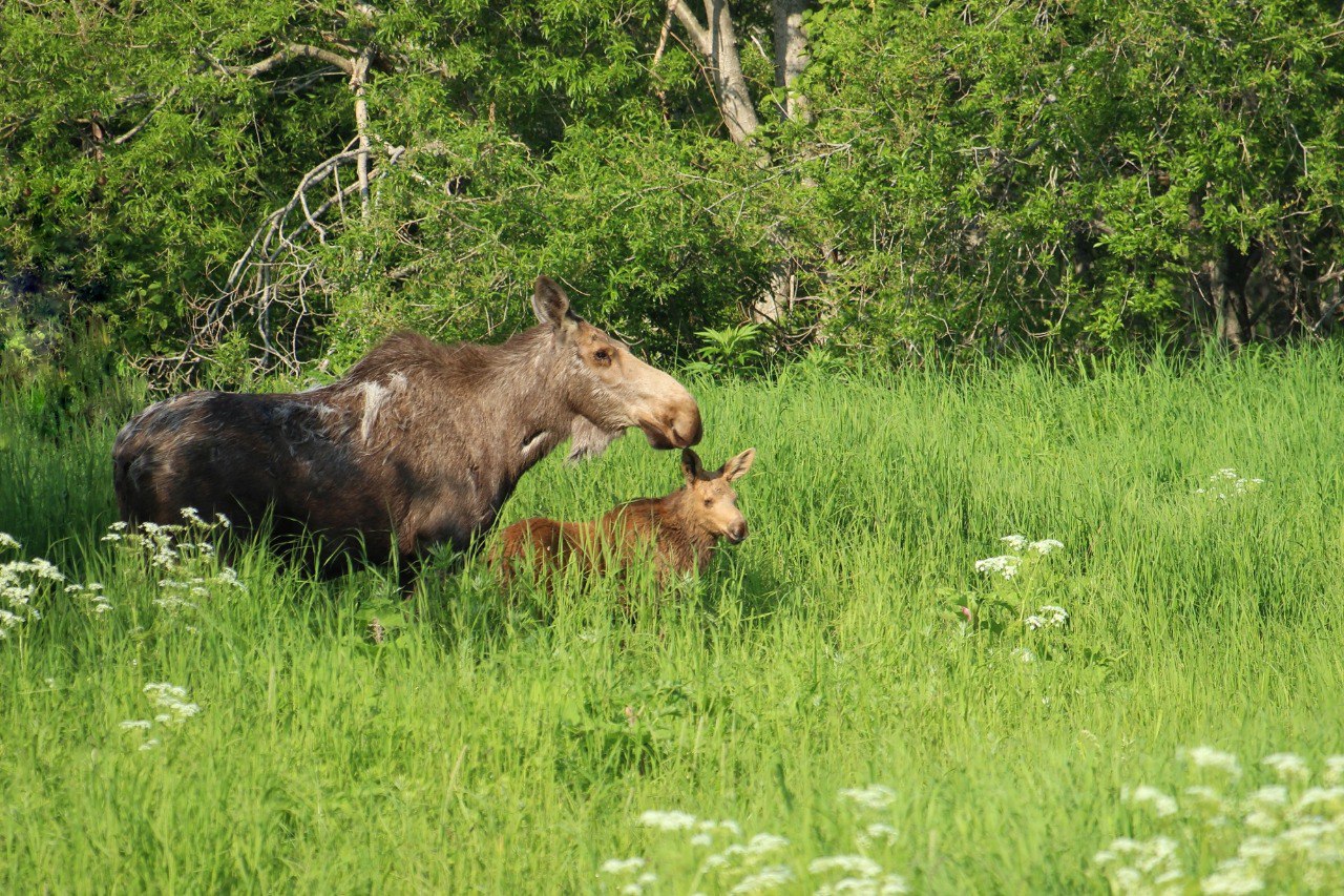 Тайны копытных Камчатки откроют на уникальной лекции Владимира Гордиенко Тайны копытных Камчатки откроют на уникальной лекции Владимира Гордиенко