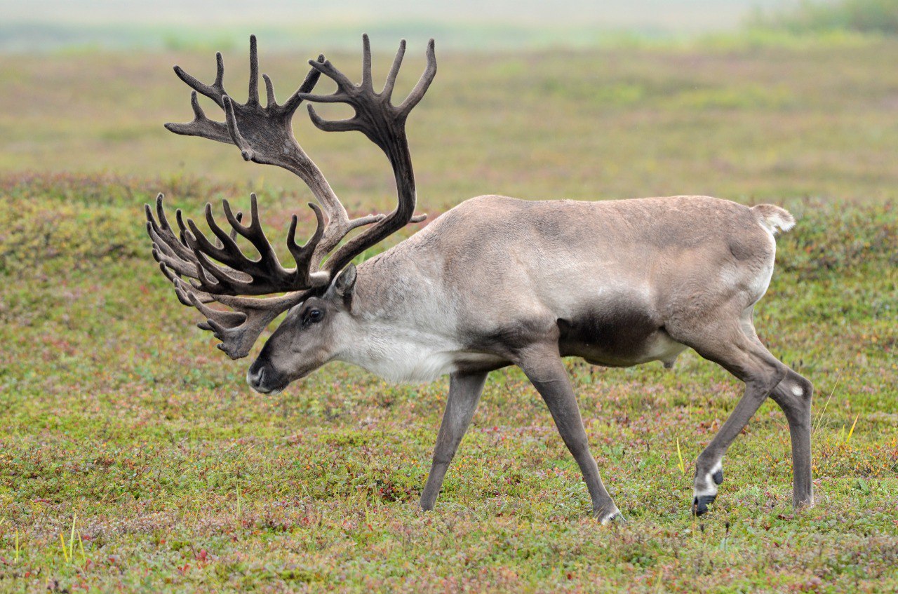 Тайны копытных Камчатки откроют на уникальной лекции Владимира Гордиенко Тайны копытных Камчатки откроют на уникальной лекции Владимира Гордиенко