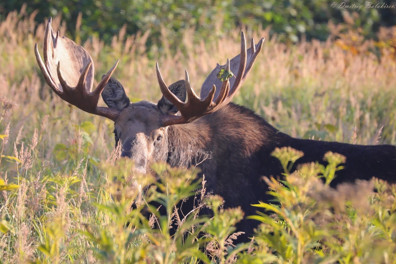 Тайны копытных Камчатки откроют на уникальной лекции Владимира Гордиенко