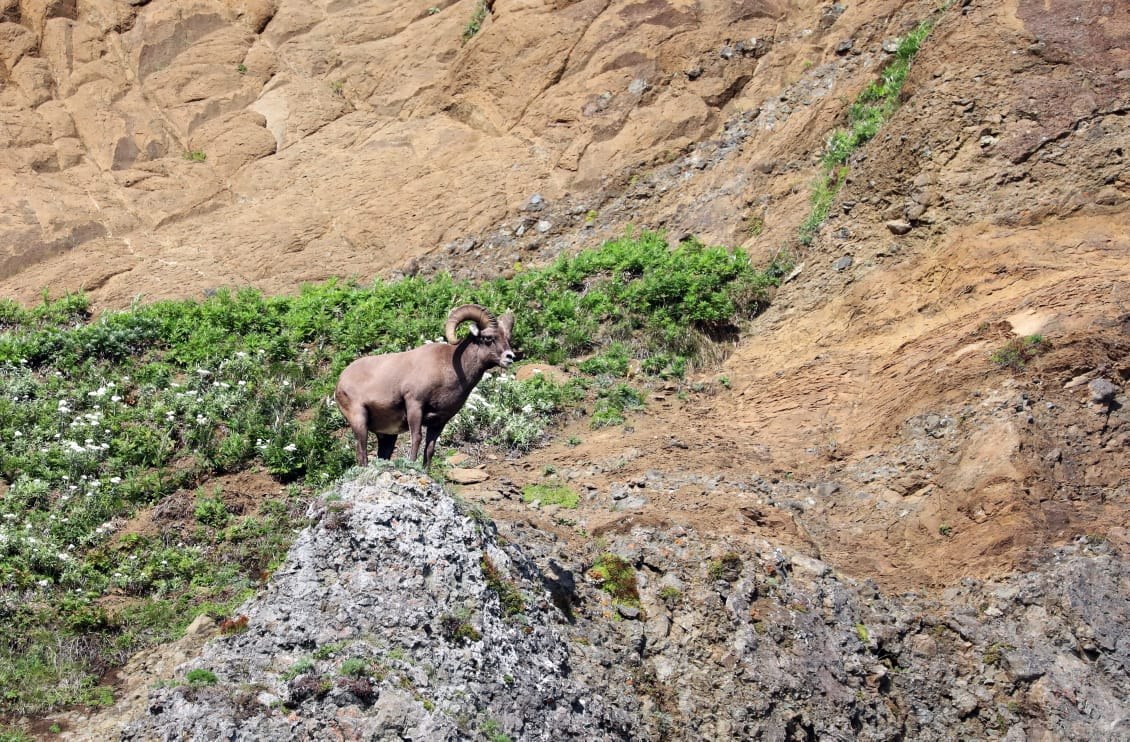Тайны копытных Камчатки откроют на уникальной лекции Владимира Гордиенко Тайны копытных Камчатки откроют на уникальной лекции Владимира Гордиенко