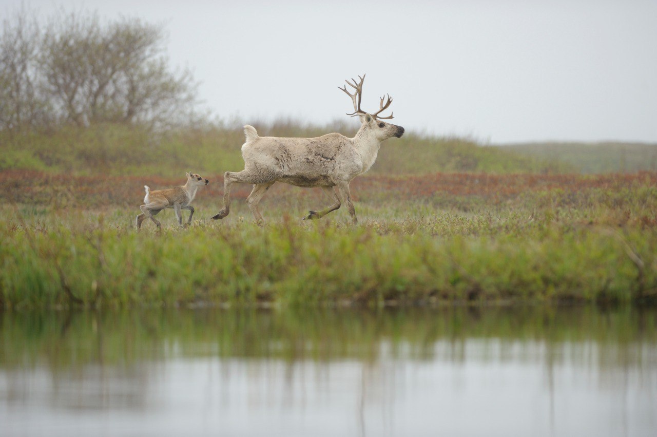 Тайны копытных Камчатки откроют на уникальной лекции Владимира Гордиенко Тайны копытных Камчатки откроют на уникальной лекции Владимира Гордиенко