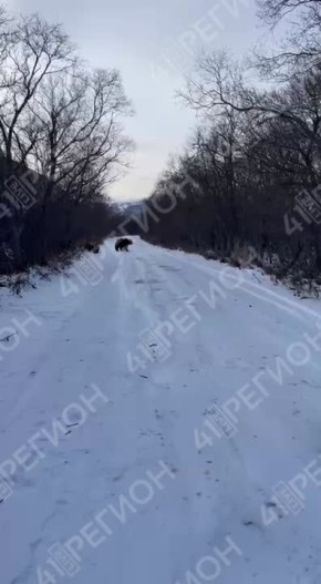 Медведица с двумя медвежатами замечены сегодня в Коряках