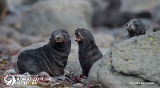 На Командорских островах началась осенняя миграция морских котиков