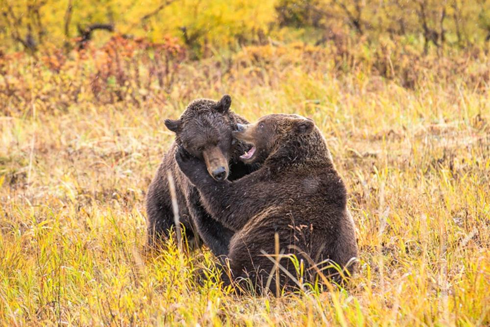 Хозяева великой природы. Невероятные снимки медведей на Камчатке Хозяева великой природы. Невероятные снимки медведей на Камчатке