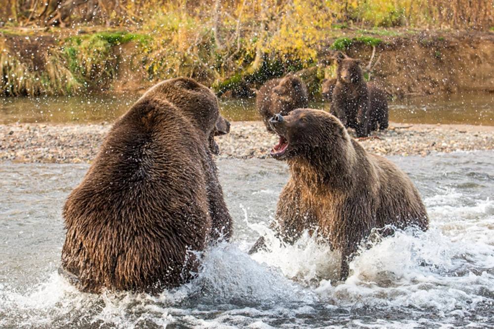 Хозяева великой природы. Невероятные снимки медведей на Камчатке Хозяева великой природы. Невероятные снимки медведей на Камчатке
