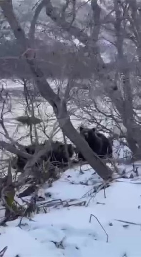 Бесплатный обед достался камчатским медведям прямо из рук незадачливых рыбаков