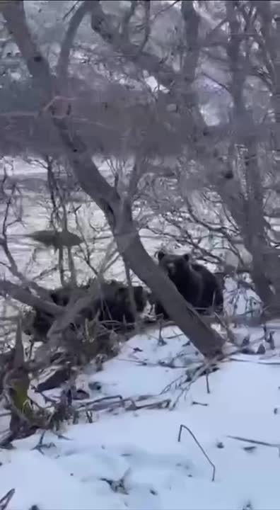 Бесплатный обед достался камчатским медведям прямо из рук незадачливых рыбаков