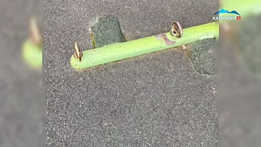 КРИМИНАЛЬНАЯ СВОДКА КАМЧАТКИ