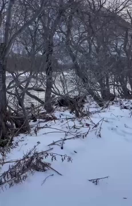 «Что, сожрали моего гольца, демоны?»: рыбак на Камчатке лишился улова из-за семьи медведей