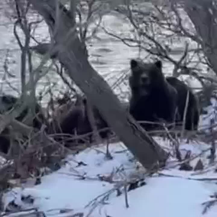 На Камчатке медведи устроили пиршество из улова рыбаков