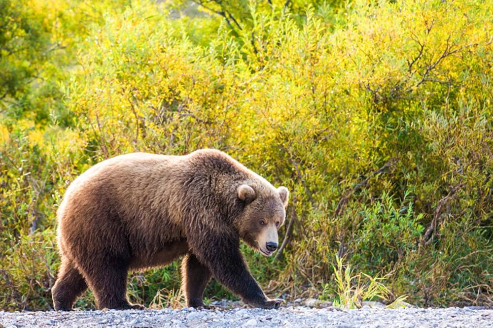 Хозяева великой природы. Невероятные снимки медведей на Камчатке