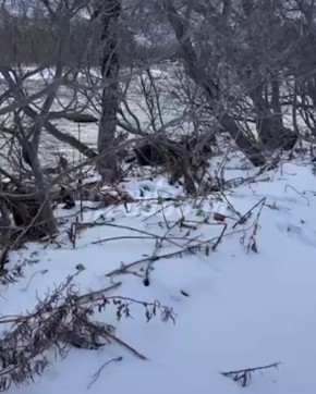 Медвежье семейство присвоило себе улов камчатских рыбаков