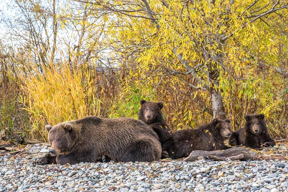 Хозяева великой природы. Невероятные снимки медведей на Камчатке Хозяева великой природы. Невероятные снимки медведей на Камчатке