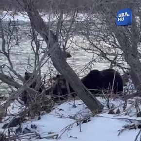 «Сожрали моего гольца, демоны?»: выезд на рыбалку обернулся для жителей Камчатки неожиданной встречей с целой семьей медведей