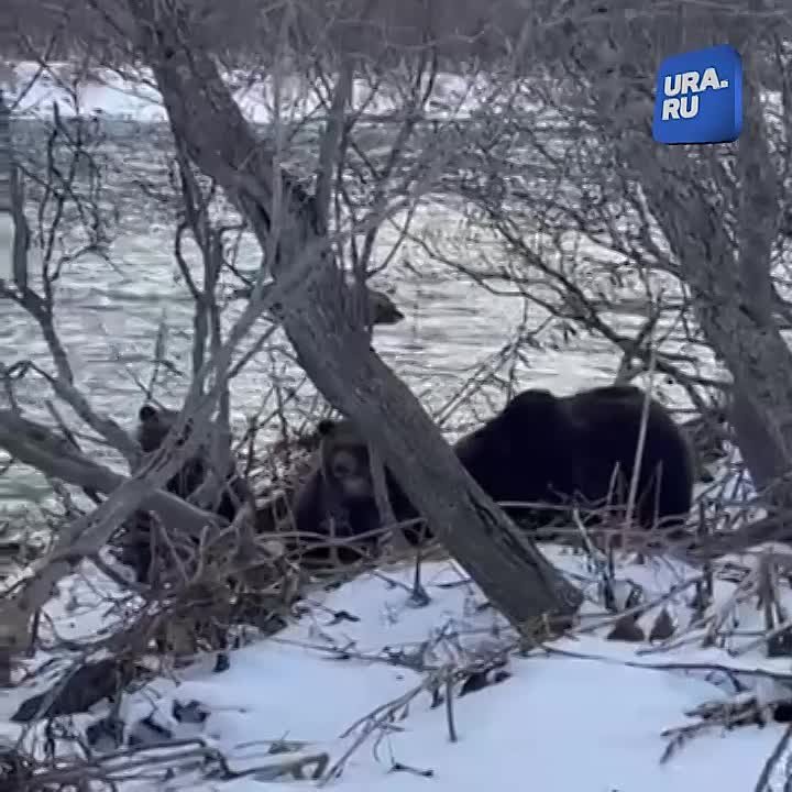 «Сожрали моего гольца, демоны?»: выезд на рыбалку обернулся для жителей Камчатки неожиданной встречей с целой семьей медведей