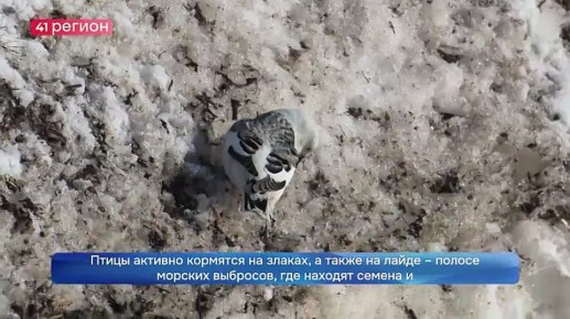 С каждым днём на Командорских островах становится всё меньше птиц – большинство пернатых покидают архипелаг и отправляются зимовать в более тёплые края