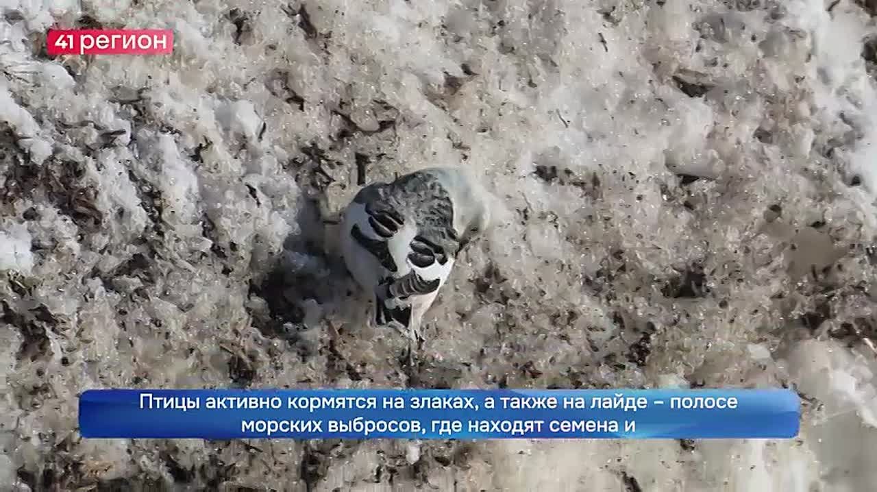 С каждым днём на Командорских островах становится всё меньше птиц – большинство пернатых покидают архипелаг и отправляются зимовать в более тёплые края