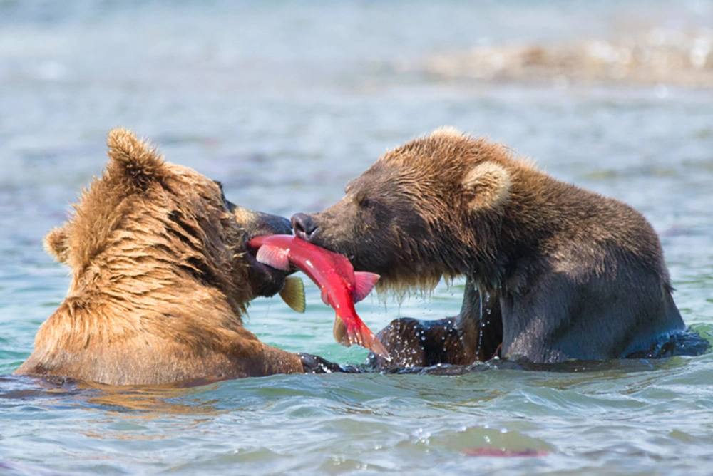 Хозяева великой природы. Невероятные снимки медведей на Камчатке Хозяева великой природы. Невероятные снимки медведей на Камчатке