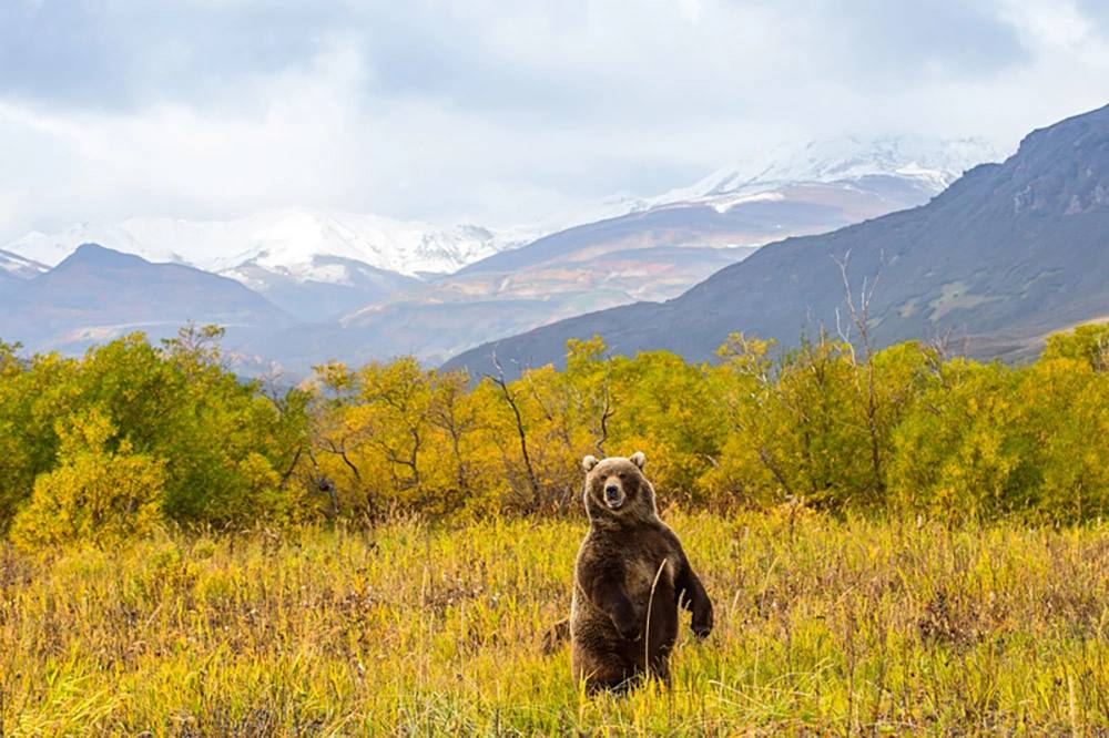 Хозяева великой природы. Невероятные снимки медведей на Камчатке Хозяева великой природы. Невероятные снимки медведей на Камчатке