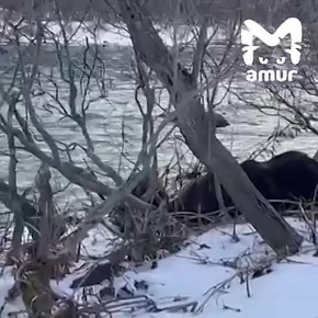 Семейство мимимишек отобедало уловом рыбаков на Камчатке