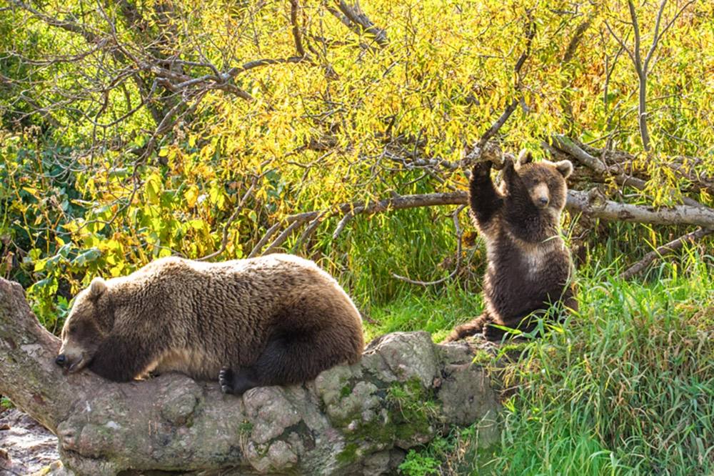Хозяева великой природы. Невероятные снимки медведей на Камчатке Хозяева великой природы. Невероятные снимки медведей на Камчатке