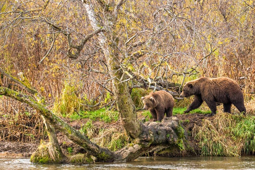 Хозяева великой природы. Невероятные снимки медведей на Камчатке Хозяева великой природы. Невероятные снимки медведей на Камчатке