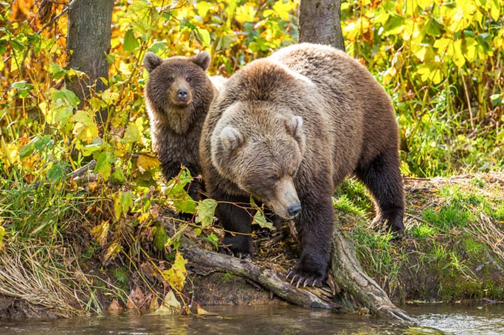 Хозяева великой природы. Невероятные снимки медведей на Камчатке Хозяева великой природы. Невероятные снимки медведей на Камчатке
