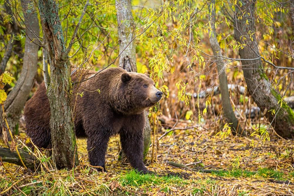 Хозяева великой природы. Невероятные снимки медведей на Камчатке Хозяева великой природы. Невероятные снимки медведей на Камчатке