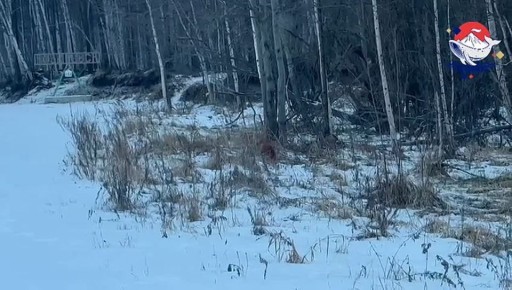 Недалеко от Козыревска людям повстречалась лисица