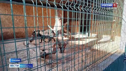 Сильные заморозки только начинаются, а обитатели Елизовского зоологического парка уже готовы провести зиму в тепле и комфорте