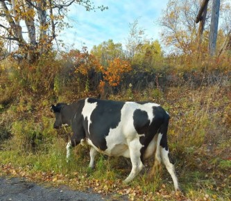 Молочный рекорд недели: Елизовский район лидирует на Камчатке