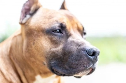 Питбуль насмерть растерзал собаку на глазах у хозяев