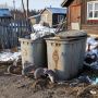 В камчатском селе Тигиль чиновники год не травили крыс и насекомых на мусорке
