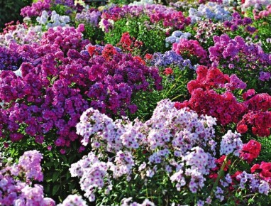 Как добиться пышного цветения флоксов в вашем саду