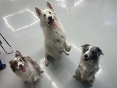 Кинологи поисково-спасательного отряда ГУ МЧС России по Камчатскому краю посетили детский образовательный центр в Петропавловске-Камчатском