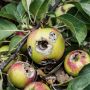 Почему яблоки гниют на деревьях и как с этим бороться?