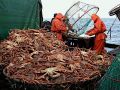 Рыбаки с начала года добыли у берегов Камчатки 23 тысячи 27 тонн крабов