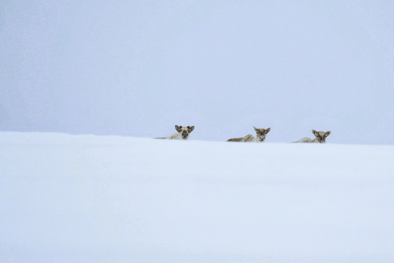 Северные олени мигрируют к зимним пастбищам по древним тропам Северные олени мигрируют к зимним пастбищам по древним тропам