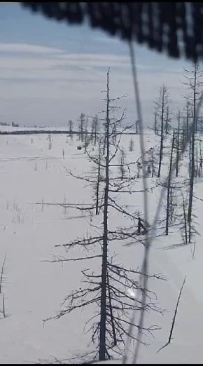 "Конца и края им нет" — на Камчатке стадо оленей перекрыло дорогу, отправляясь на "зимние каникулы"