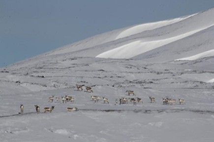 Северные олени Камчатки уходят в горы на зимние пастбища